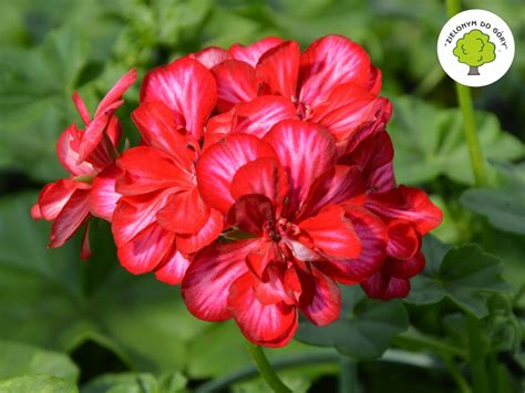 Pelargonia Bluszczolistna Red With White P Allegro Pl