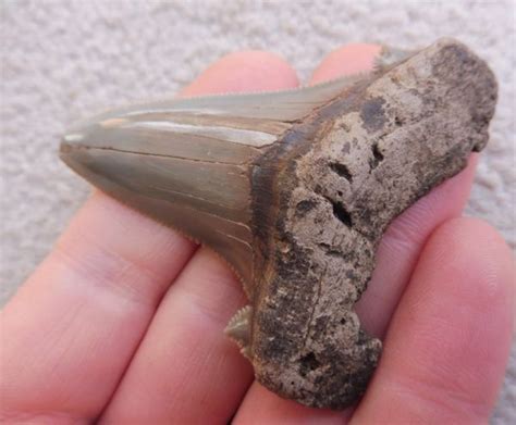 Otodus Angustidens Shark Tooth Teeth For Sale Megalodon Megalodon