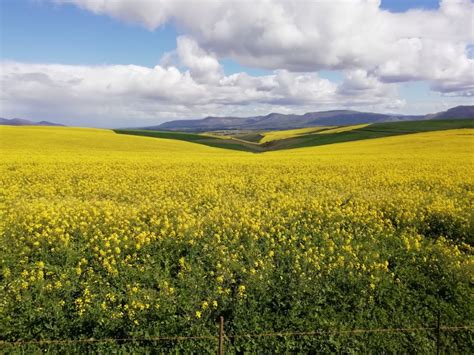 canola farming | An Exploring South African