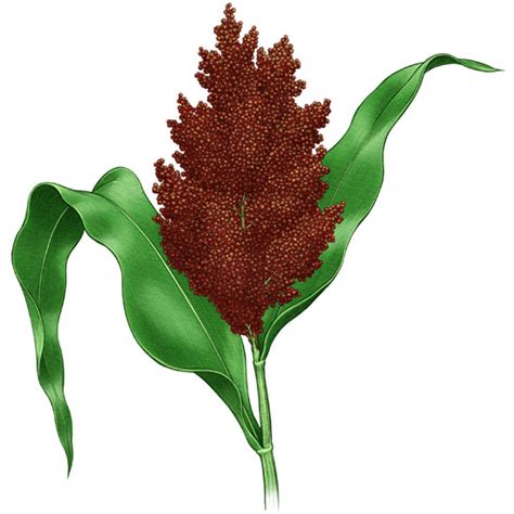 All About Growing Sorghum Mother Earth News