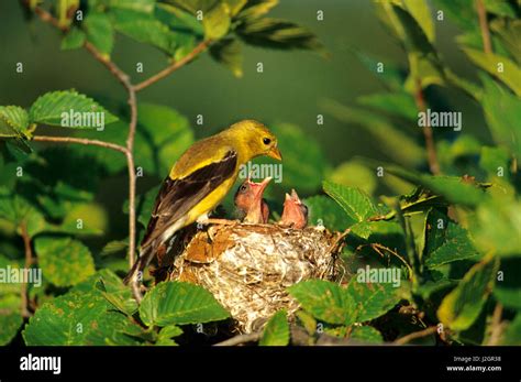 American Goldfinch Carduelis Tristis Female With Nestlings At Nest