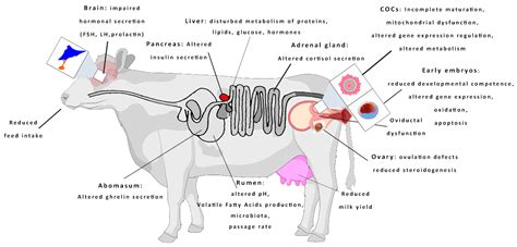 Cow Breeding Action