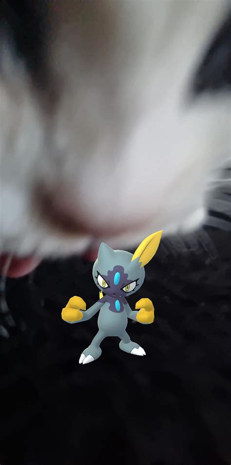 No Shiny Hisuian Sneasel! Watch out behind you! : r/pokemongo