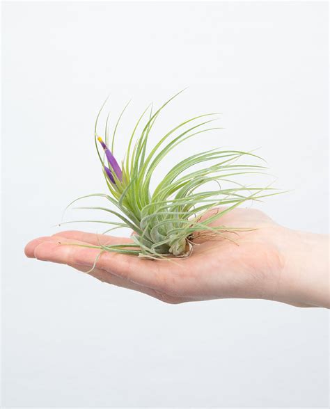 Tillandsia Scaposa Online Kaufen Farnwerk Design Lebt