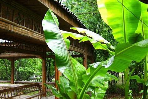 雨打芭蕉这一意象蕴含了三种美历代文人墨客为之歌咏