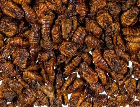 Silkworm pupae pet food | Wholesale