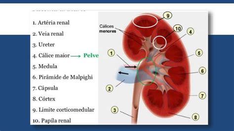 Aula 2 Sistema Urinário Anatomia Veterinária I