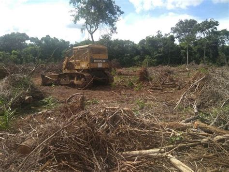 Pma Autua Dona De Carvoaria Em R Mil Por Explora O Ilegal De