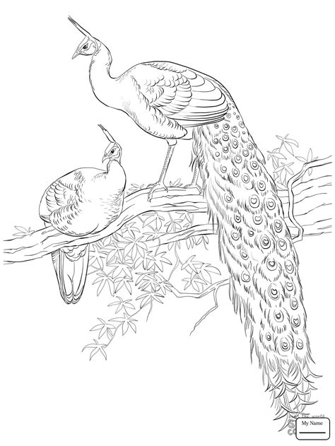 Peacock Cartoon Drawing At Getdrawings Free Download