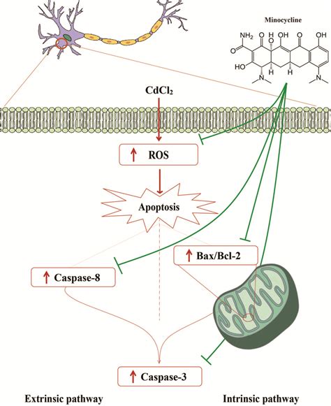 The underlying mechanism of Cd-induced neurotoxicity and the protective... | Download Scientific ...