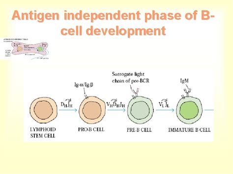 BCell Maturation Activation And Differentiation B Cell Receptor