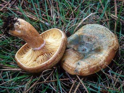 California Fungi: Lactarius deliciosus