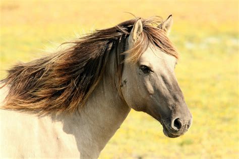Zoetis joins The Right Horse Initiative to transition horses | AGDAILY