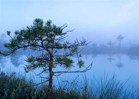 Bog Lake Misty Bog Paisagem Pinheiros De P Ntano E Vegeta O