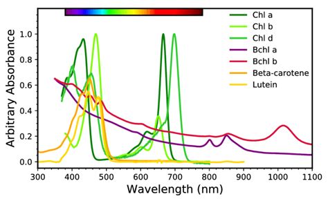 Photosynthetic Pigments Absorption Spectrum