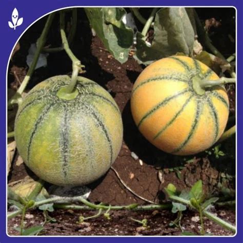 F 1 Hybrid Muskmelon Seeds Sagar 60 F 1 Hybrid Muskmelon Seed