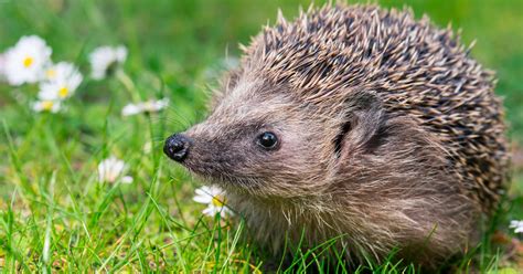 Wildtiere In Deutschland Deutscher Tierschutzbund E V