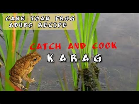 Night Hunting Catch Cook Most Poisonos In The Philippines Cane Toad