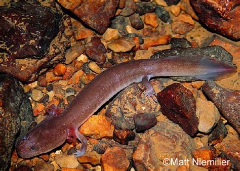 Berry Cave Salamander