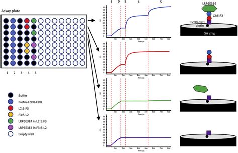 Step Binding Assay By BLI Sensorgrams Right Are Generated By A BLI