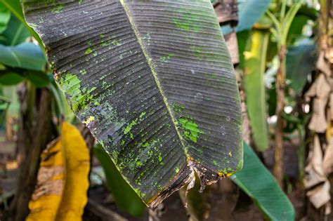 Sigatoka Negra Del Banano S Ntomas Control E Indicadores Itk