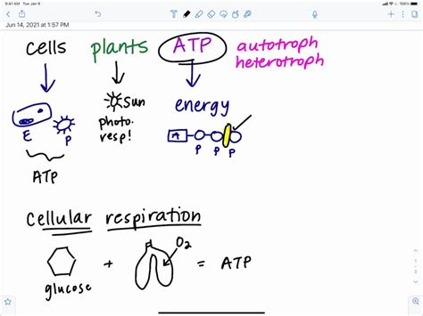 SOLVED Cellular Respiration A Is A Process Whereby Sunlight Is Used