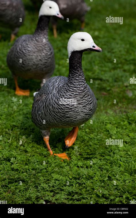 Los Gansos Anser Canagicus Emperador Nativo De Alaska En Am Rica