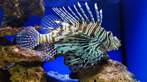 The Venomous Beauty: What Mysteries Lie in Red Lionfish Venom? – Lukáš ...