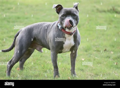 Staffordshire Bleu Terrier Banque De Photographies Et Dimages à Haute