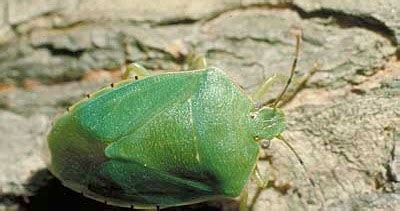 Boyce's Garden Project: Green stink bugs on tomato plants