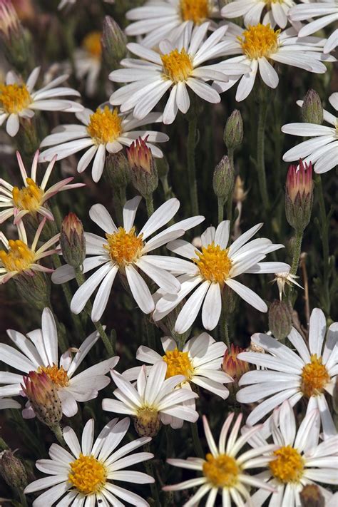 Chaetopappa Ericoides Calflora