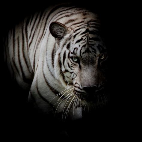Tigre branco isolado em fundo preto | Foto Premium