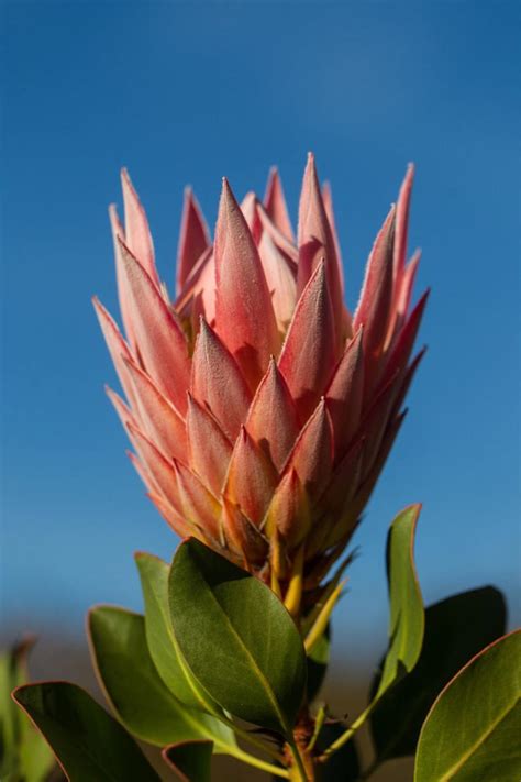 How To Grow Proteas