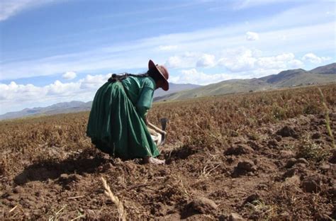 Fenómeno De El Niño El 100 De La Superficie Agrícola De La Libertad