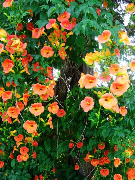10 Climbing Vines Thatll Beautify Your Garden Design A Garden You