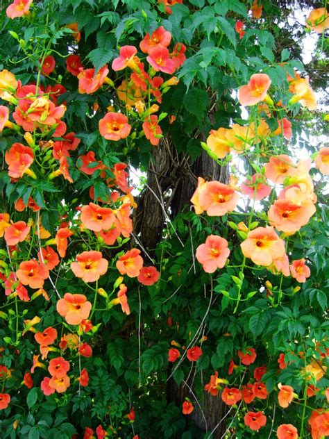 10 Climbing Vines Thatll Beautify Your Garden Design A Garden You Love Climbing Flowering