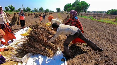 Sesame Farming In Gujarat India Villagelif In Gujaratindia Youtube