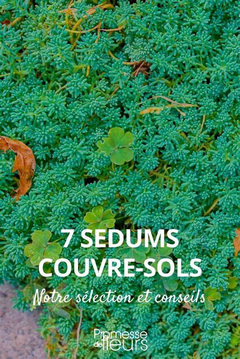 Sedum Esp Ces Et Vari T S Couvre Sols Couvre Sol Vivaces Couvre