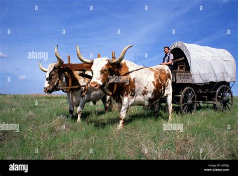 Conestoga Wagon With Oxen