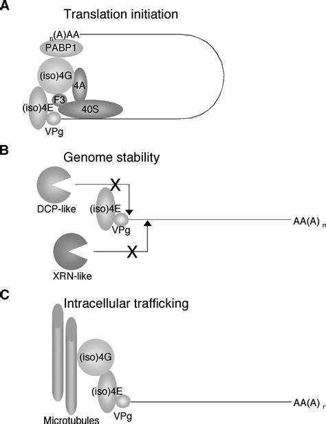 Loss Of Susceptibility Mutants Of Arabidopsis Thaliana Reveal An