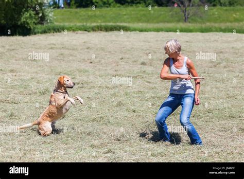 Femme Mature Avec Son Chien Dans Le Champ Banque De Photographies Et D