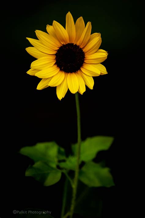 Yellow Sunflower Nature Photography