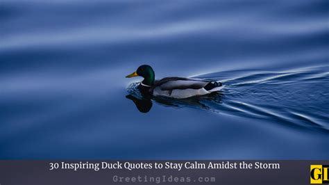 30 Inspiring Duck Quotes to Stay Calm Amidst the Storm