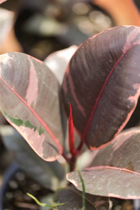 Ruby Rubber Plant Care Guide Ficus Elastica Ruby Paisley Plants