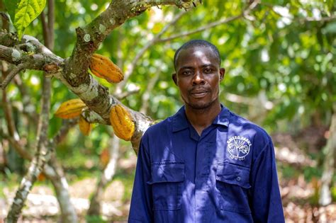 Cocoa Production In Africa