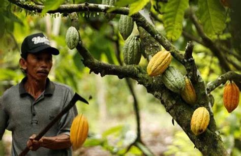 When Cacao Farmers Decide To Start Making Chocolate The Chocolate