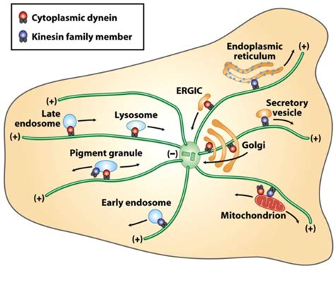 Lf206 Molecular Cell Biology The Cytoskeleton Microtubules Maps And