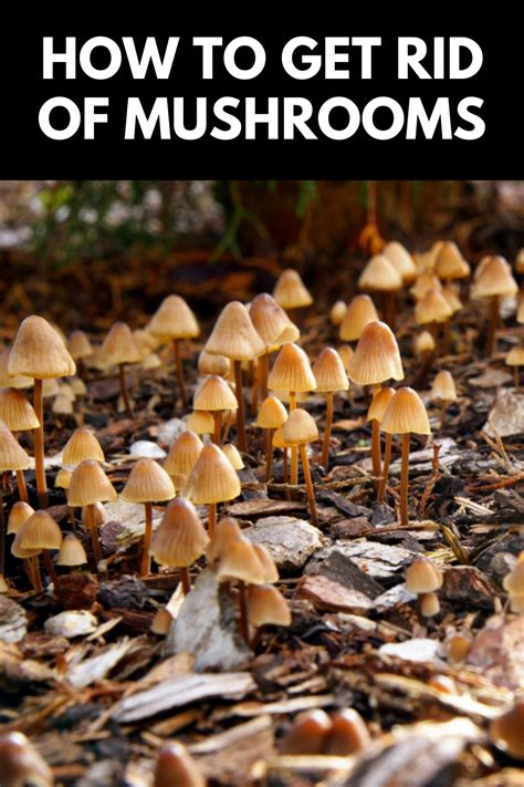 How To Get Rid Of Mushrooms Growing In Mulch The Easy Way In 2023