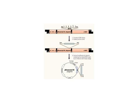 Mapping The Human Genome Genetic Mapping Physical Mapping