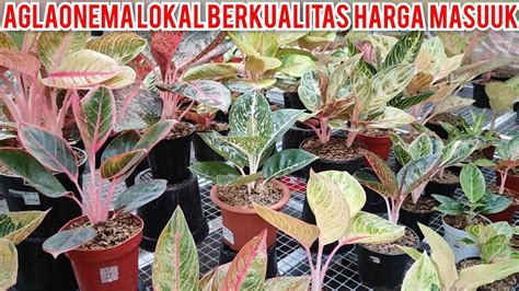 Aglaonema Lokal Berkualitas Harga Masuuk Harga Aglonema Koleksian